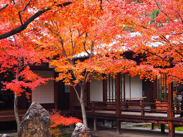 Koyo (Autumn Foliage) Japan