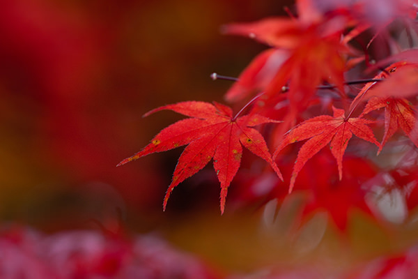 Koyo (Autumn Foliage)