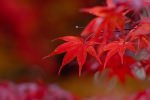Koyo (Autumn Foliage)