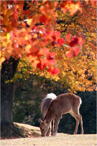 Nara Park Japan