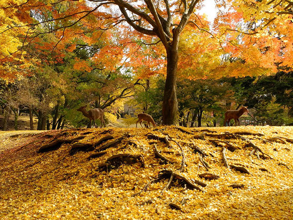 Nara Park