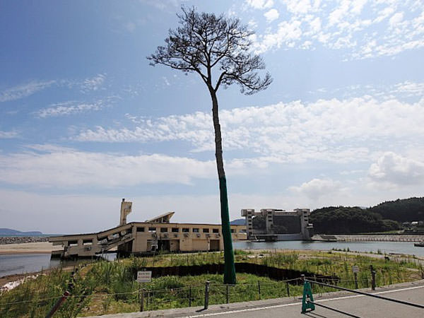 Miracle Pine Tree Japan