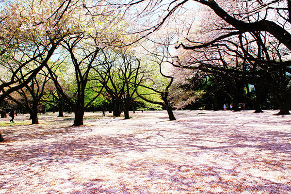 Shinjuku Gyoen Japan