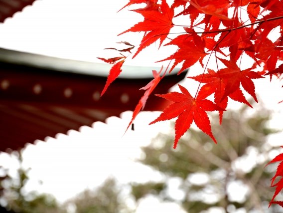 Momiji-gari Japan