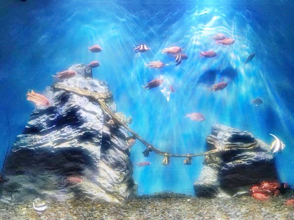 Ise Meotoiwa Interactive Aquarium Sea Paradise