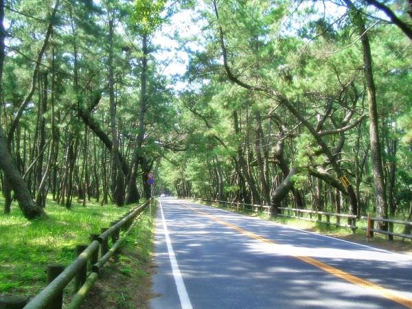 Rainbow Pine Grove Japan