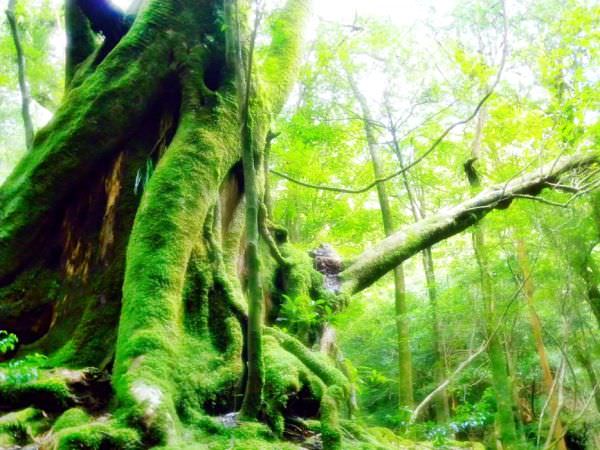 Yakushima National Park Japan