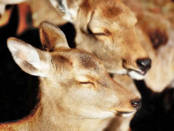 Nara Japan